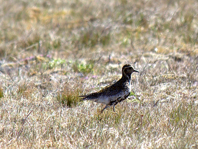 2011-06-30_13-45-45 island.jpg - Goldregenpfeifer (Pluvialis apricaria)